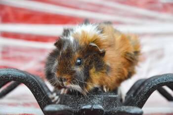 Rescue Abyssinian Guinea Pigs for Adoption in Walnut Grove, California - Prince Naveen | PetCurious